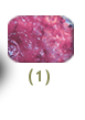 fast_fact01